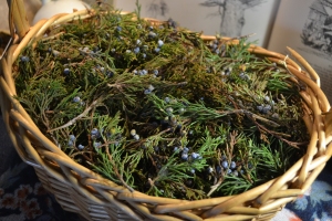 Freshly collected Juniperus virginiana boughs & berries